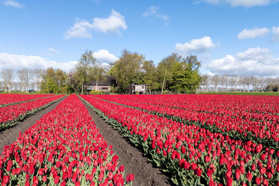 Groeien zonder grenzen
